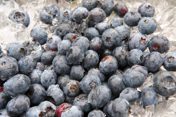 蓝莓冰上低温冷害 — 图库照片