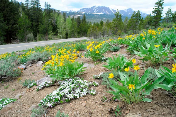 Mountain Wildflowers — Stock Photo, Image