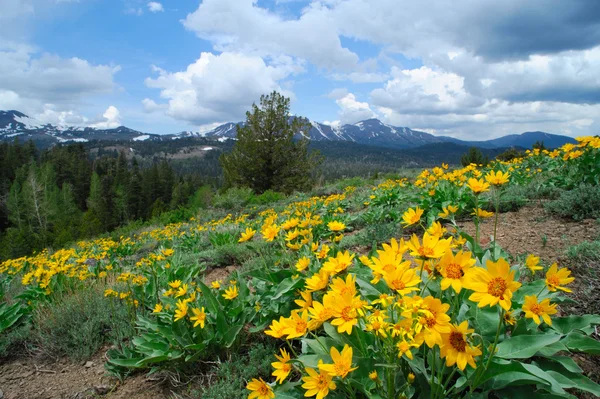 Primavera na Sierra 's — Fotografia de Stock