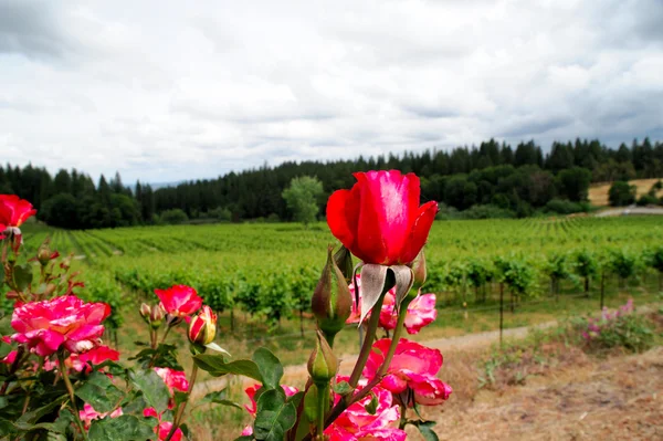 Roses And Vineyard — Stock Photo, Image