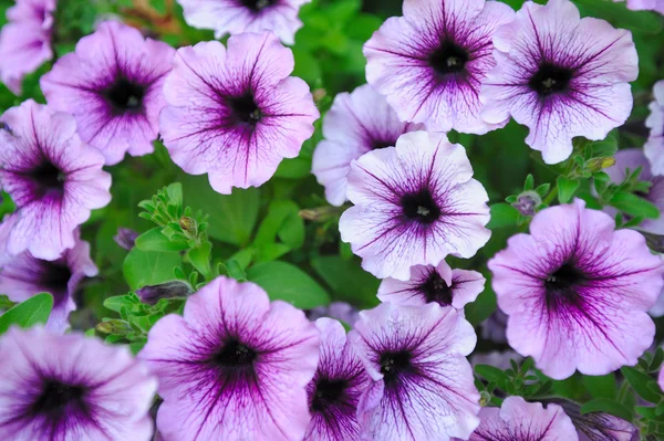 Schöne Lavendel farbige Blüten — Stockfoto
