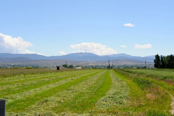 Stock image Desert Alfalfa Field