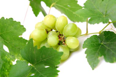 Green Grapes clipart