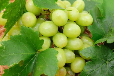 Green Grape Closeup clipart