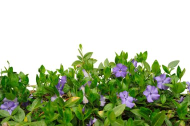 Periwinkle Flower clipart