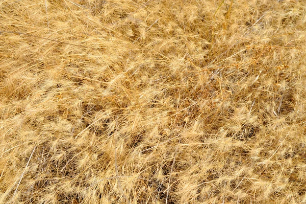 Dried Grasses — Zdjęcie stockowe