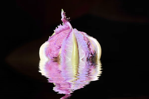 Purple Cauliflower — Stock Photo, Image