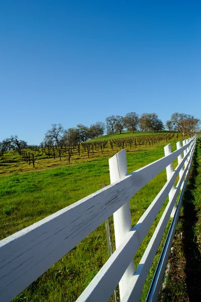 White Wooden Fence And Vineyard — Stock Photo, Image