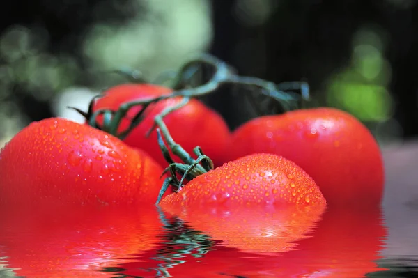 Tomates húmidos — Fotografia de Stock
