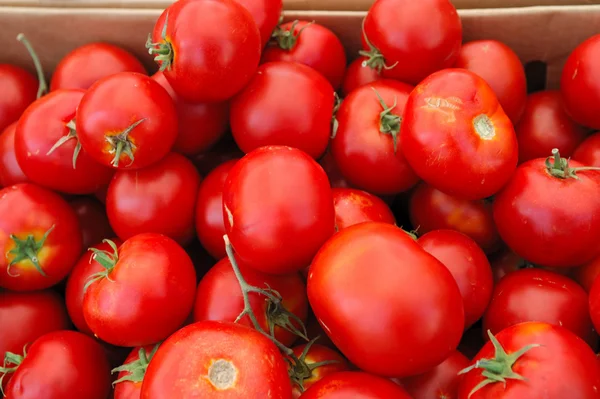 Kırmızı heiloom domates — Stok fotoğraf