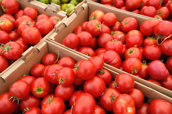 Zomer tomaten — Stockfoto