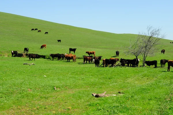 가축 무리와 잔디 언덕 스톡 이미지