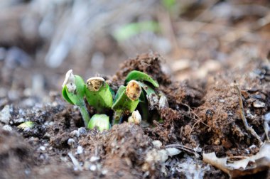 Sprouting Pumpkin Seeds clipart