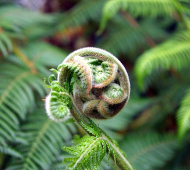 Fern Fiddlehead