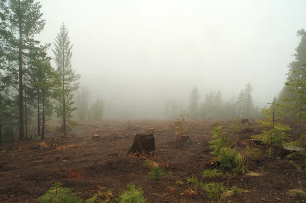 Günlüğe kaydedilen sisli orman — Stok fotoğraf