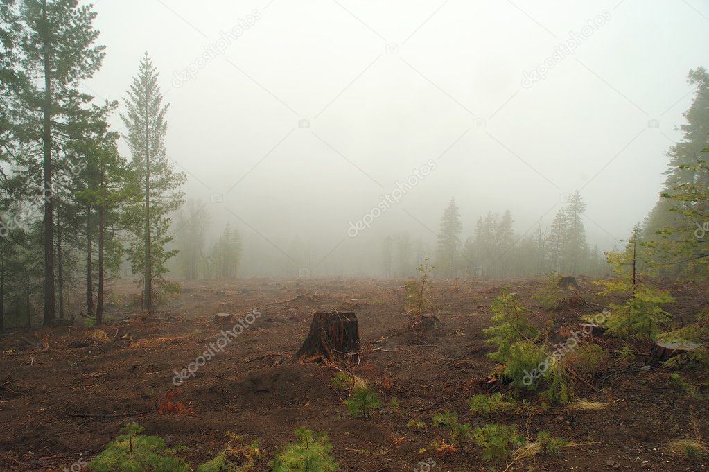 Misty Logged Forest