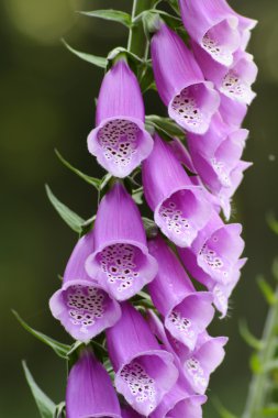 Digitalis purpurea clipart