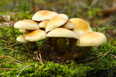 hypholoma grubu