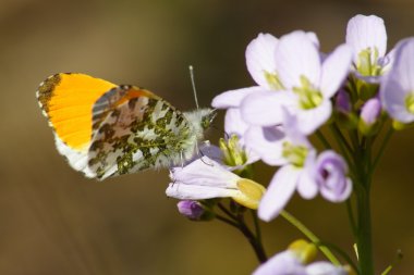 Orange Tip clipart