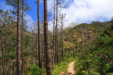 madeira üzerinde bir ormanda hiking