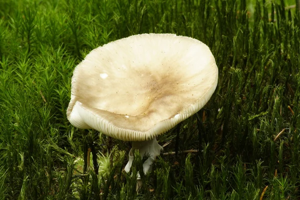 Mushroom groep — Stockfoto