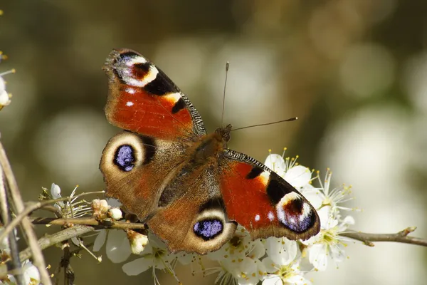 stock image The European Peacock