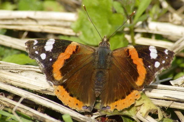 stock image The Red Admiral