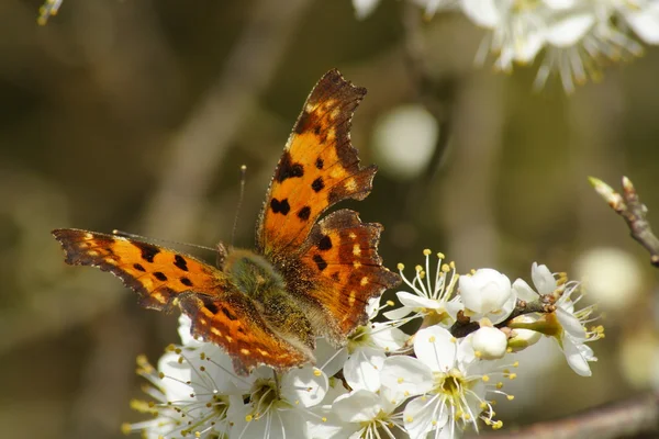 stock image Butterfly