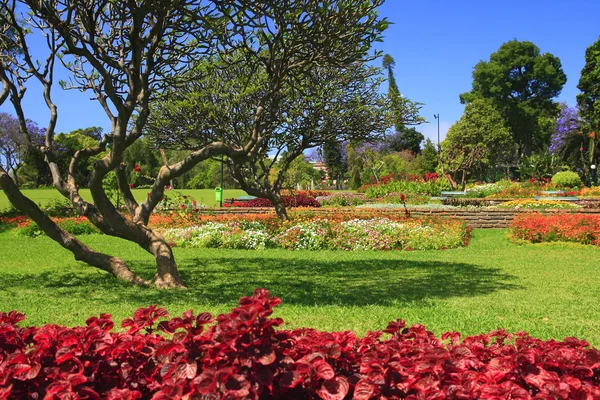 stock image Funchal