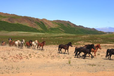 Iceland horses clipart