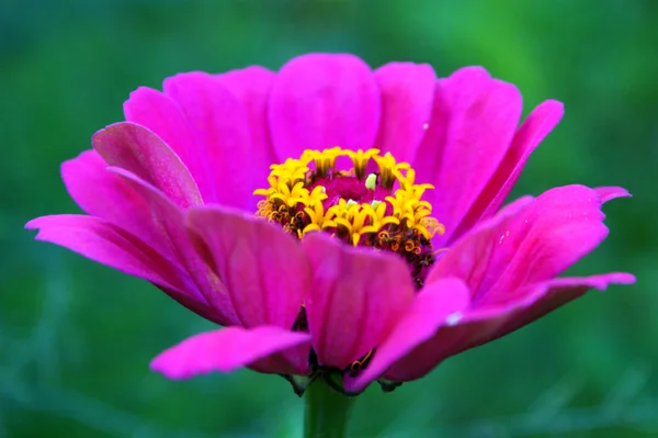 Summer bright flower — Stock Photo, Image