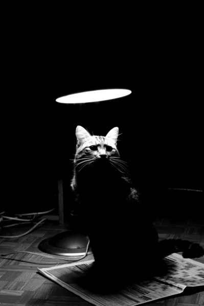 猫 — ストック写真