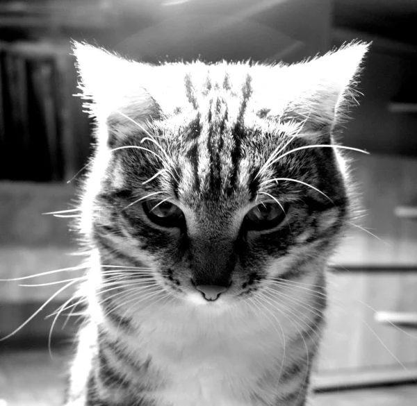 고양이 — 스톡 사진