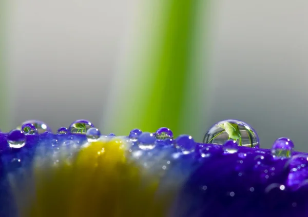 stock image Flower