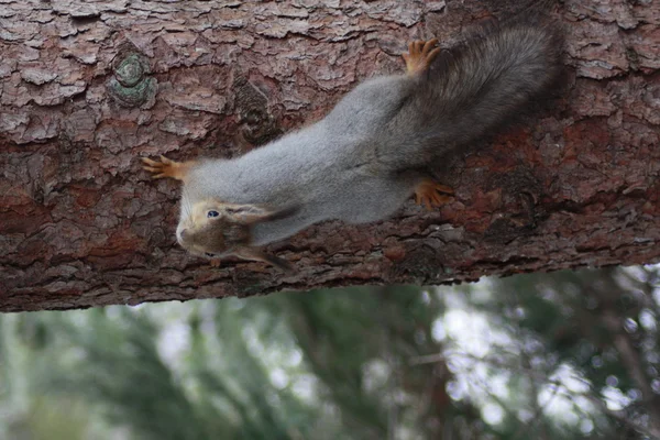 Wiewiórki opowiadajacego — Zdjęcie stockowe
