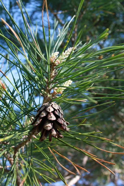 Green spruce and cone spruce — Stock Photo, Image