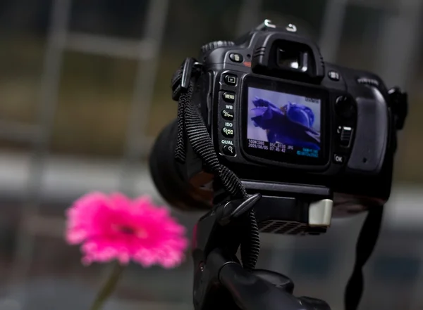 Kamera und Blume Stockbild