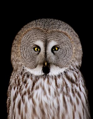 Great Grey Owl clipart