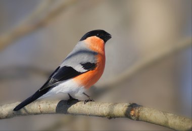 Bullfinch clipart