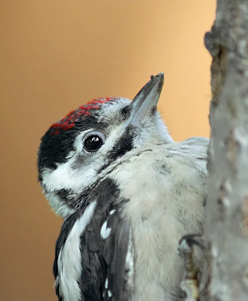 Little woodpecker — Stock Photo, Image