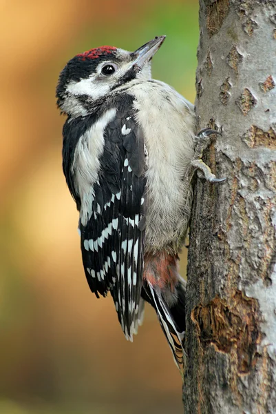 Little woodpecker — Stock Photo, Image
