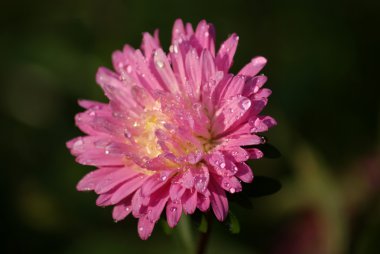 Aster