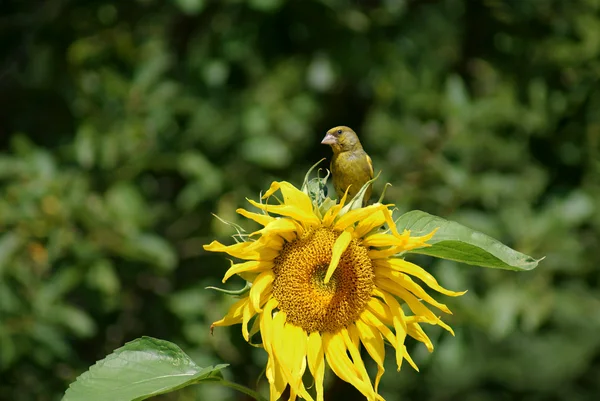 stock image Greenfinch on sunflower