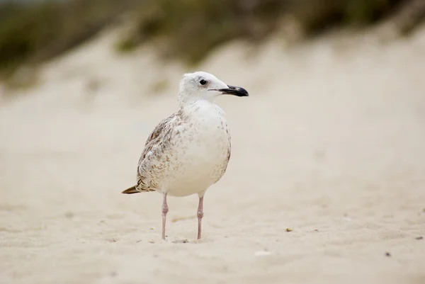 Gull on the sand — Stock Photo, Image
