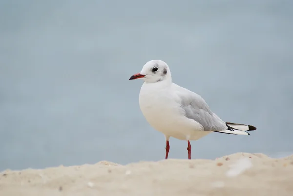 海の鳥 — ストック写真