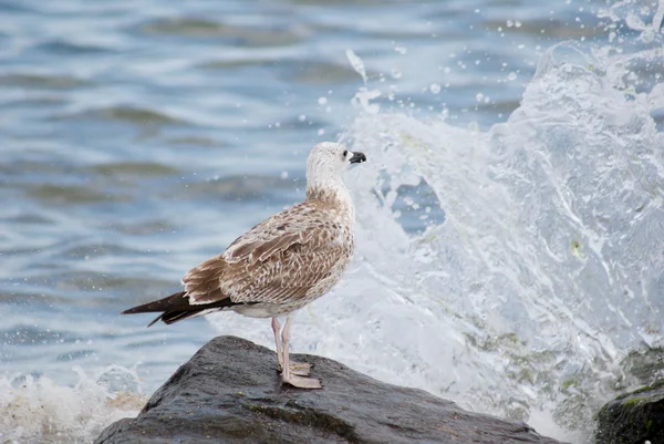 Gull on the boulder — Stock Photo, Image