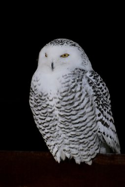 Snowy owl clipart