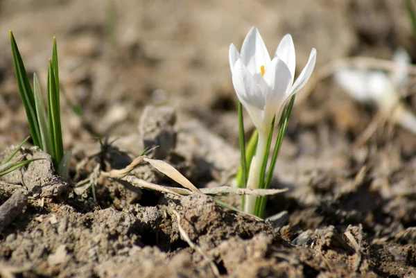 stock image Spring flowers