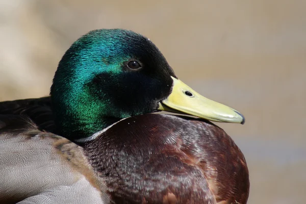 Erkek ördek — Stok fotoğraf