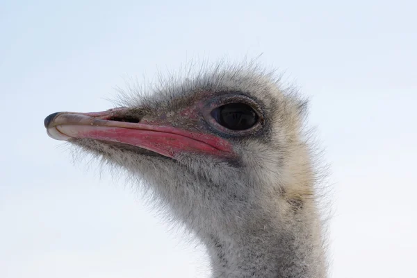 Mannelijke struisvogel — Stockfoto
